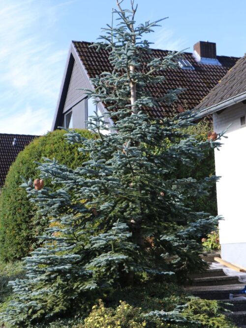 Abies procera 'Glauca' - Obrázek 1