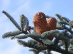 Abies procera 'Glauca' - Obrázek 5