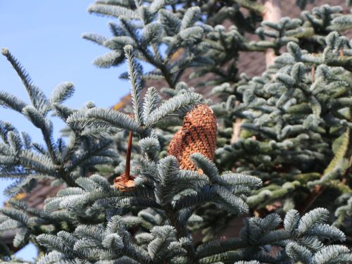 Abies procera 'Glauca' - Obrázek 4