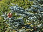 Abies procera 'Glauca' - Obrázek 3