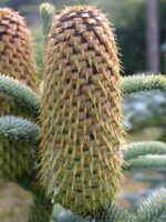 Abies procera 'Glauca' - Obrázek 2
