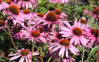 Echinacea purpurea