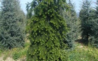 Abies nordmanniana 'Pendula'