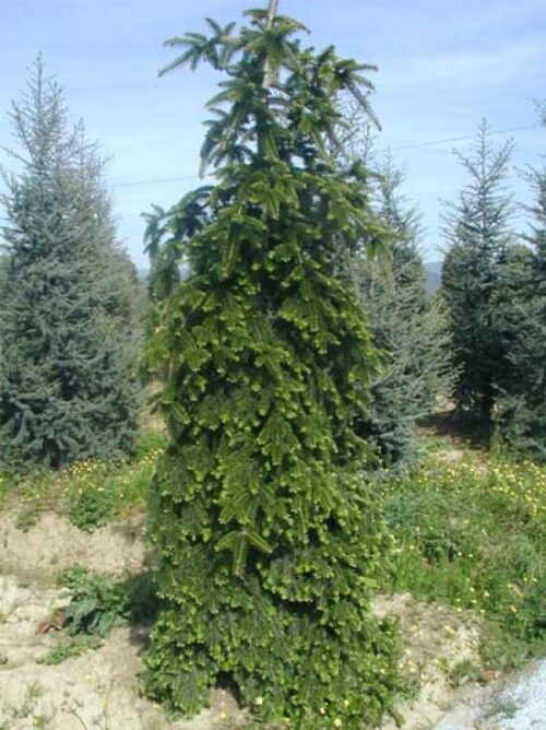 Abies nordmanniana 'Pendula' - Obrázek 1