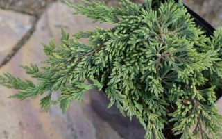 Juniperus horizontalis 'Pancake'