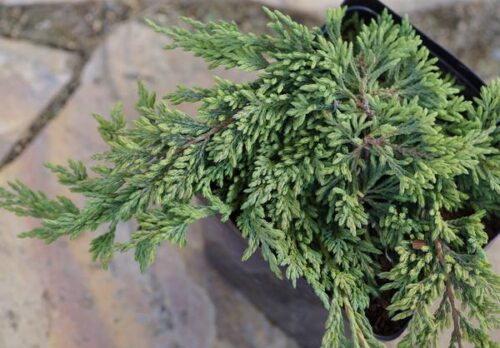 Juniperus horizontalis 'Pancake' - Image 1