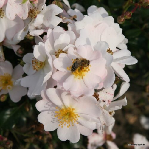 ROSA KORDES 2L Medeo® - Obrázek 4