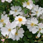 ROSA KORDES 2L Medeo®