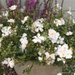 ROSA KORDES 2L Medeo® - Obrázek 3