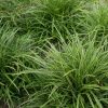 Carex morrowii 'Ice Dance' - P13