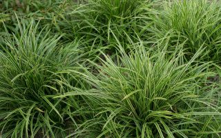 Carex morrowii 'Ice Dance'