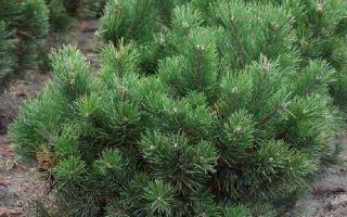 Pinus mugo 'Gnom'