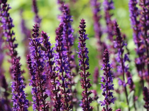 Salvia nemorosa 'Caradonna' - Obrázek 3