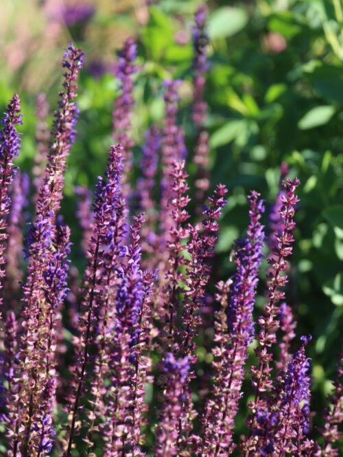 Salvia nemorosa 'Caradonna' - Obrázek 2