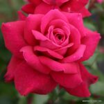 ROSA KORDES 2L Bellevue® - Obrázek 2