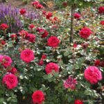 ROSA KORDES 2L Bellevue® - Obrázek 4