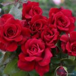 ROSA KORDES 2L Bellevue® - Obrázek 3