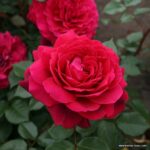 ROSA KORDES 2L Bellevue®
