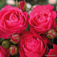 ROSA KORDES 2L Cherry Lady®