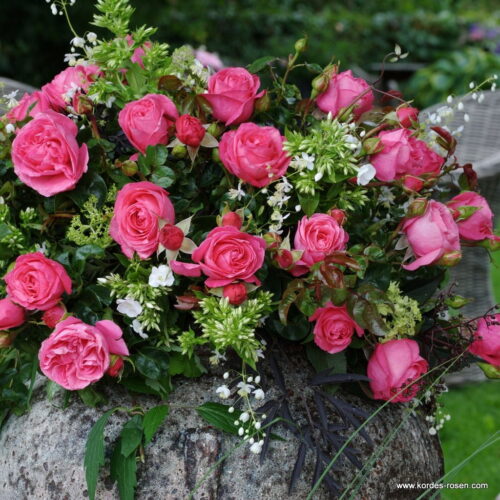 ROSA KORDES 2L Cherry Lady® - Obrázek 3
