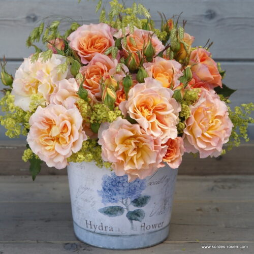 ROSA KORDES 'Landlust'® - Obrázek 4