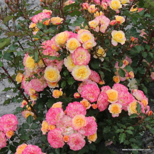 ROSA KORDES 'Landlust'® - Obrázek 3