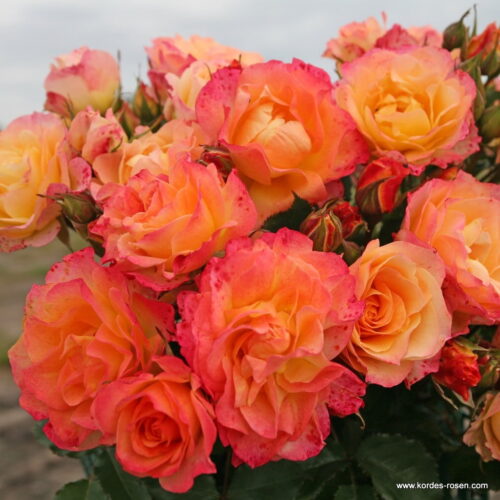 ROSA KORDES 'Landlust'® - Obrázek 2