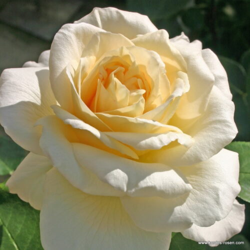 ROSA KORDES 2L La Perla® - Obrázek 2