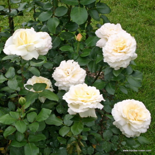 ROSA KORDES 2L La Perla® - Obrázek 3