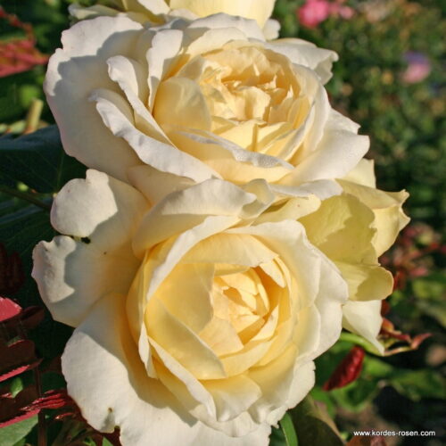 ROSA KORDES 2L La Perla® - Obrázek 1