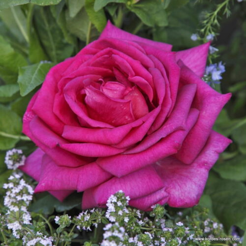 ROSA KORDES 2L Parole – Kordes 2001, čajohybrid - Image 3