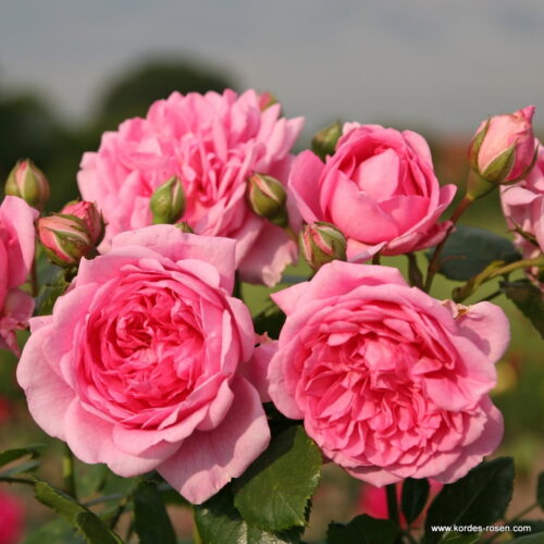 ROSA KORDES 2L Sweet Laguna – Kordes 2004, pnoucí - Obrázek 3