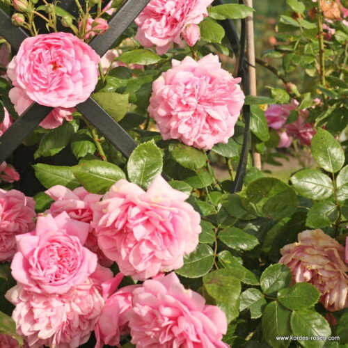 ROSA KORDES 2L Sweet Laguna – Kordes 2004, pnoucí - Obrázek 4