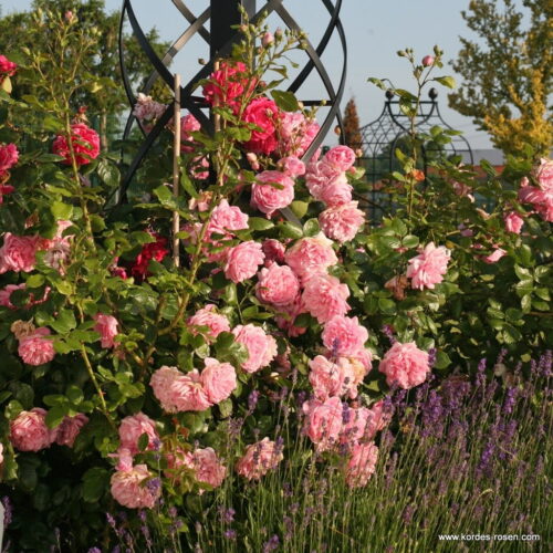 ROSA KORDES 2L Sweet Laguna – Kordes 2004, pnoucí - Obrázek 2
