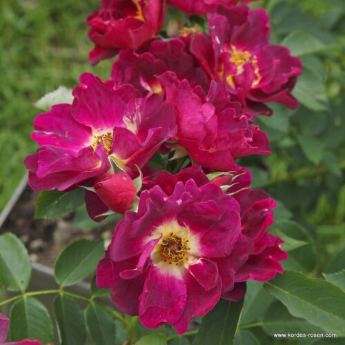 ROSA KORDES 2L Weg der Sinne– Kordes 2013,  půdopokr. - Obrázek 2