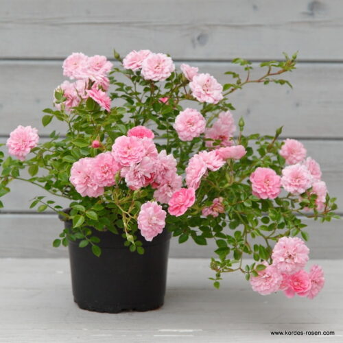 ROSA KORDES 2L Sweet Knirps® - Obrázek 3