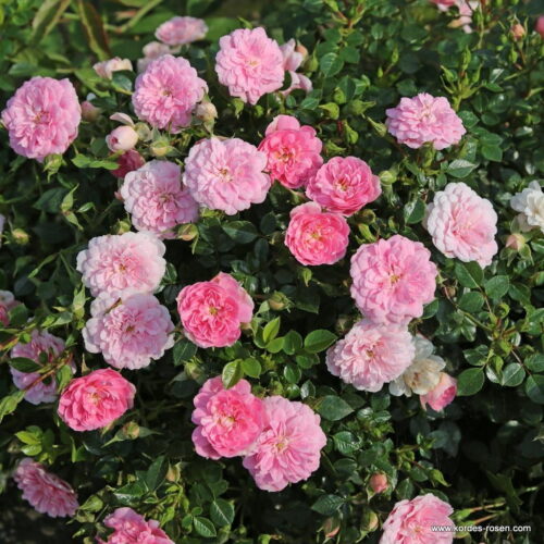 ROSA KORDES 2L Sweet Knirps® - Obrázek 2