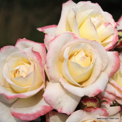 ROSA KORDES 2L Athena – Kordes 2014, čajohybrid - Obrázek 2