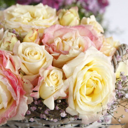 ROSA KORDES 2L Athena – Kordes 2014, čajohybrid - Obrázek 3