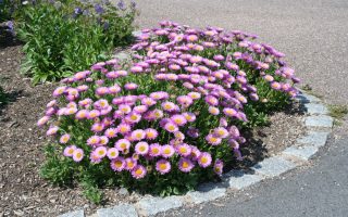 Aster alpinus ´Happy End´ K9x9