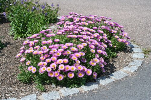 Aster alpinus ´Happy End´ K9x9 - Obrázek 1