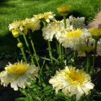 Leucanthemum maximum ´Real Charmer´ 12