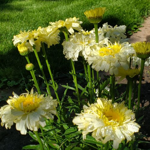 Leucanthemum maximum ´Real Charmer´ 12 - Obrázek 1