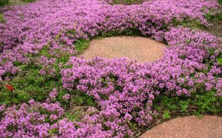 Thymus praecox ´Elfin´ K 9x9