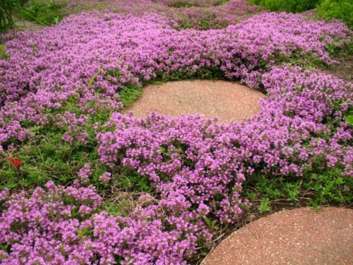 Thymus praecox ´Elfin´ K 9x9 - Obrázek 1