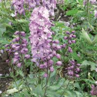 Delphinium cultorum ´M.F. Pink/White Bee´, K 9