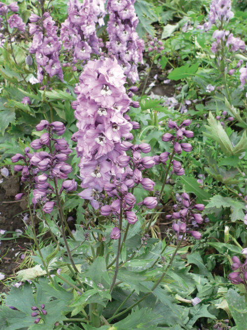 Delphinium cultorum ´M.F. Pink/White Bee´, K 9 - Obrázek 1