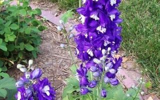 Delphinium cultorum ´M.F. Dark Blue white bee´, K 9