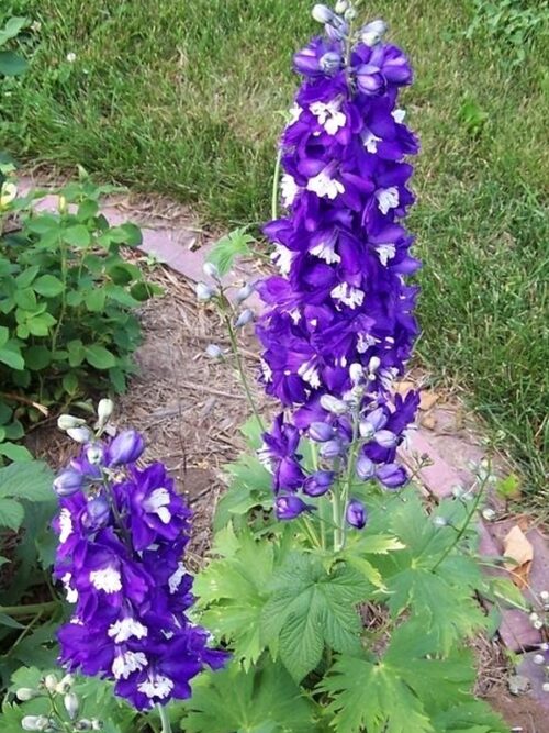 Delphinium cultorum ´M.F. Dark Blue white bee´, K 9 - Obrázek 1