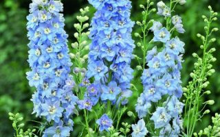 Delphinium cultorum ´M.F. Sky Blue White Bee´, K 9